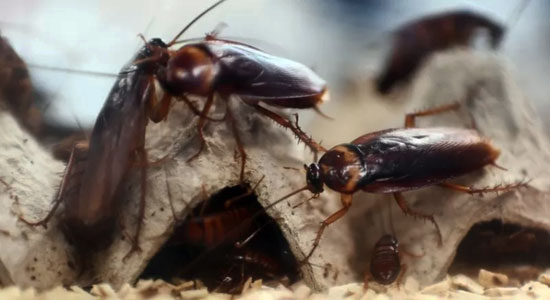 12 Things To Know Before You Start Raising Cockroaches
