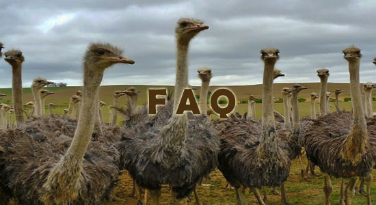 Raising Ostrich Frequently Asked Questions