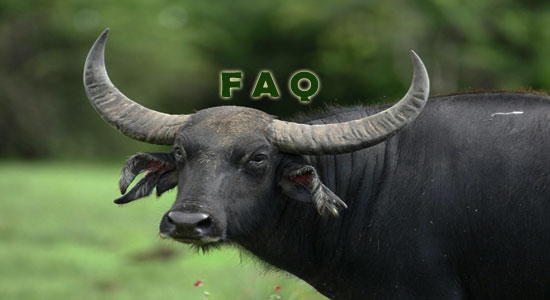 Raising Water Buffalo Frequently Asked Questions
